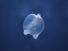 Can you identify this planktonic organism?