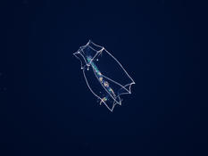 Can you identify this zooplankton?