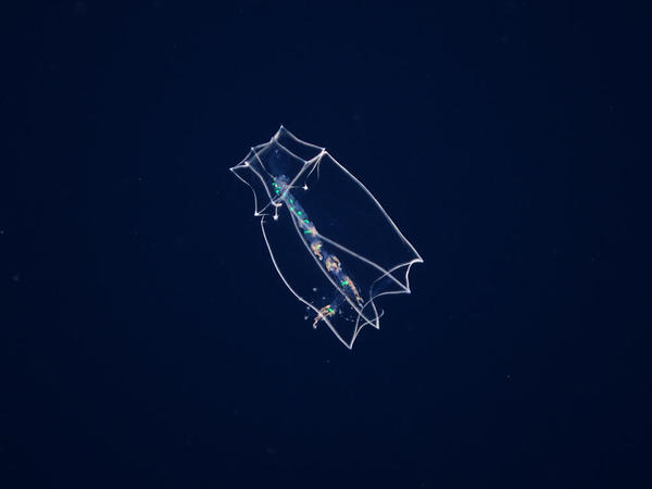 Can you identify this zooplankton?