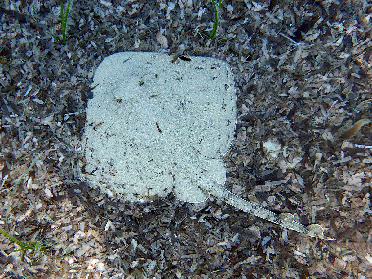 Can you pinpoint this ray species?