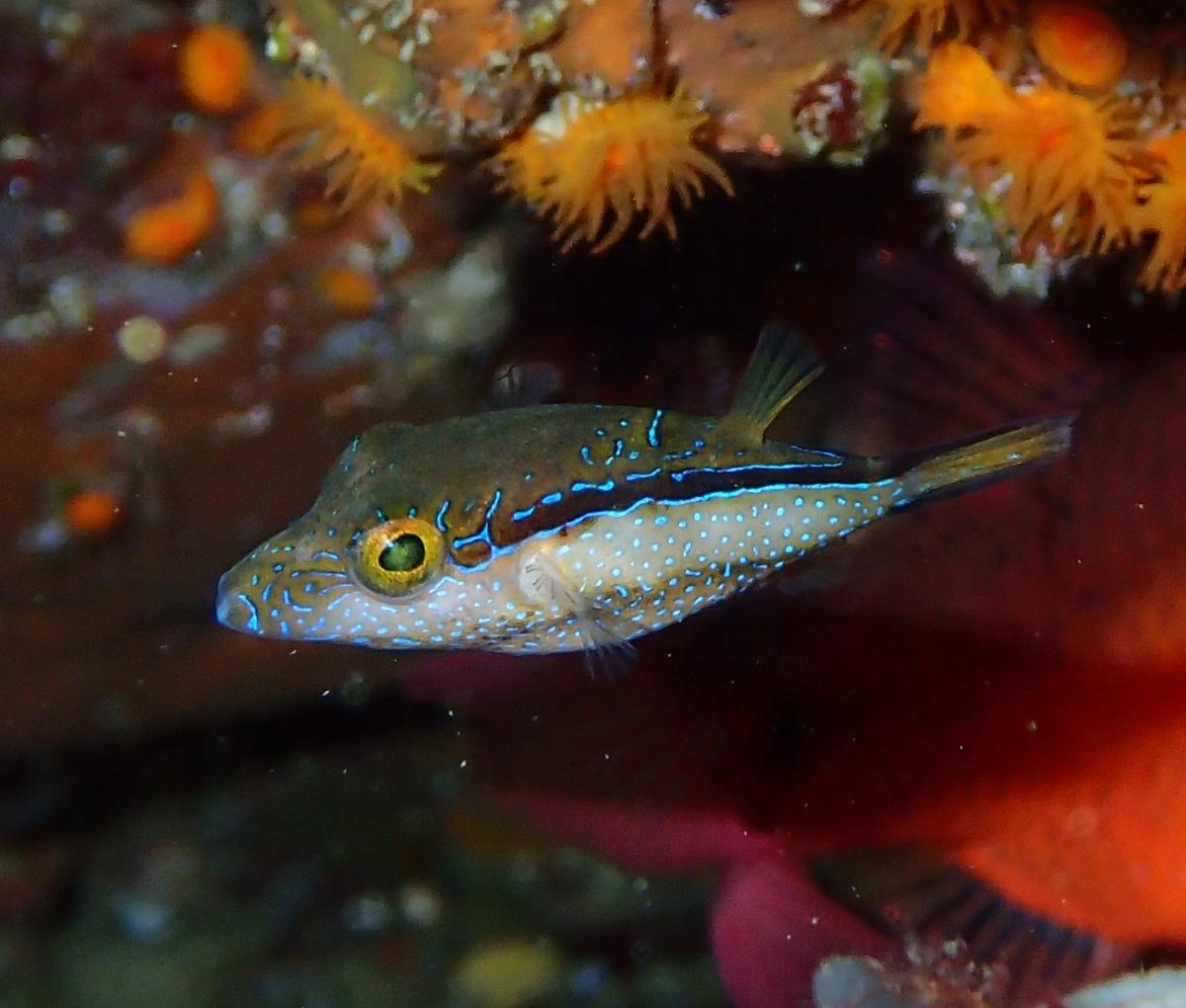 Canthigaster capistrata?