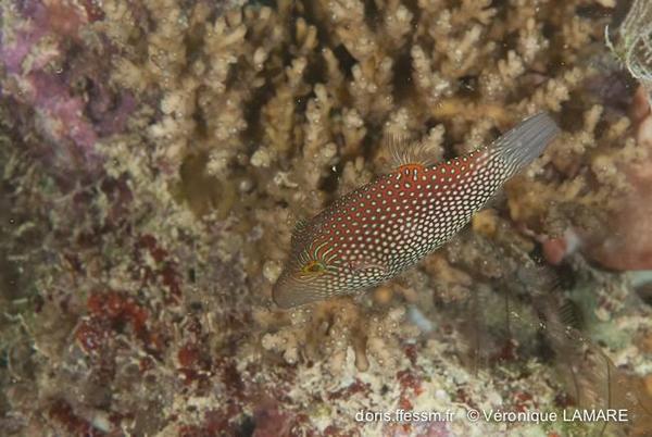 Canthigaster janthinoptera?