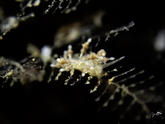 Capellinia doriae?