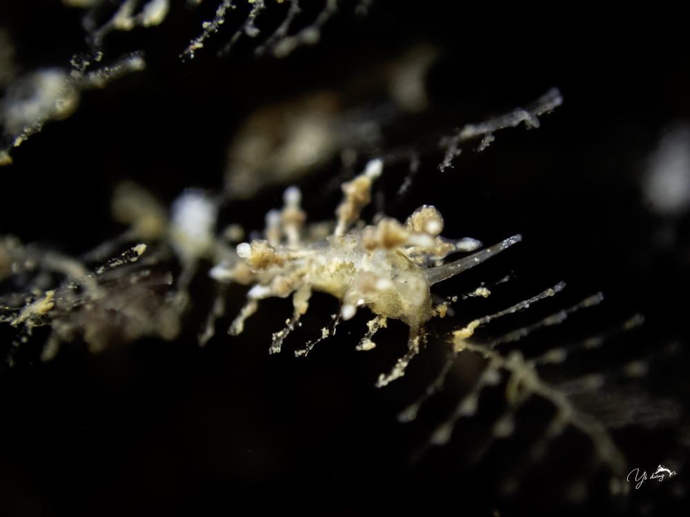 Capellinia doriae?