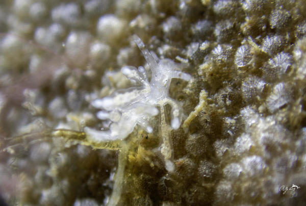 Capellinia exiguus?