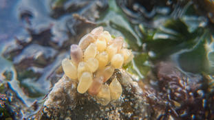 Capsule ovigère de gastéropode ? 