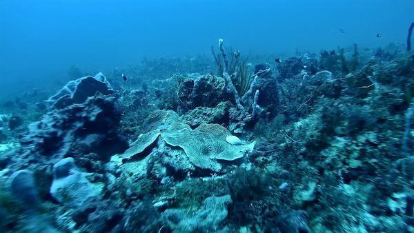 Caraibes (de Benedicte nn)