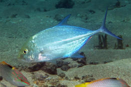 carangue mahoraise