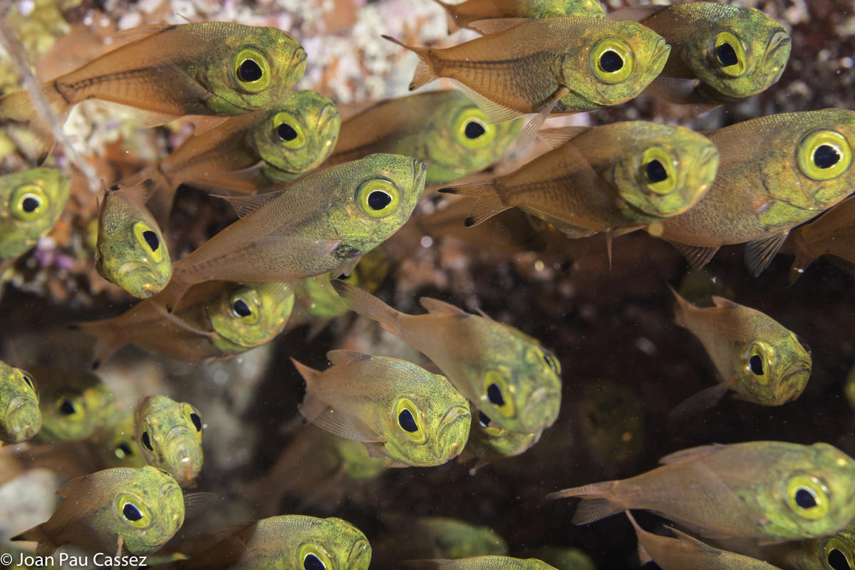 Cardinaux ou gobies?