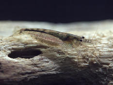 Caridina sp. à Mayotte