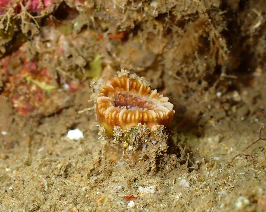 Cariophyllia a determinar 