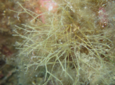 Carpomitra ? Cystoseire ?