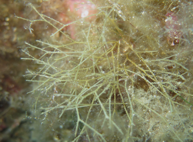 Carpomitra ? Cystoseire ?