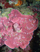 Carposporophytes sur algue rouge calcifiée ?