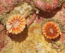 Caryophyllia inornata?