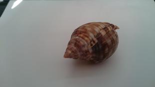 casque malformé