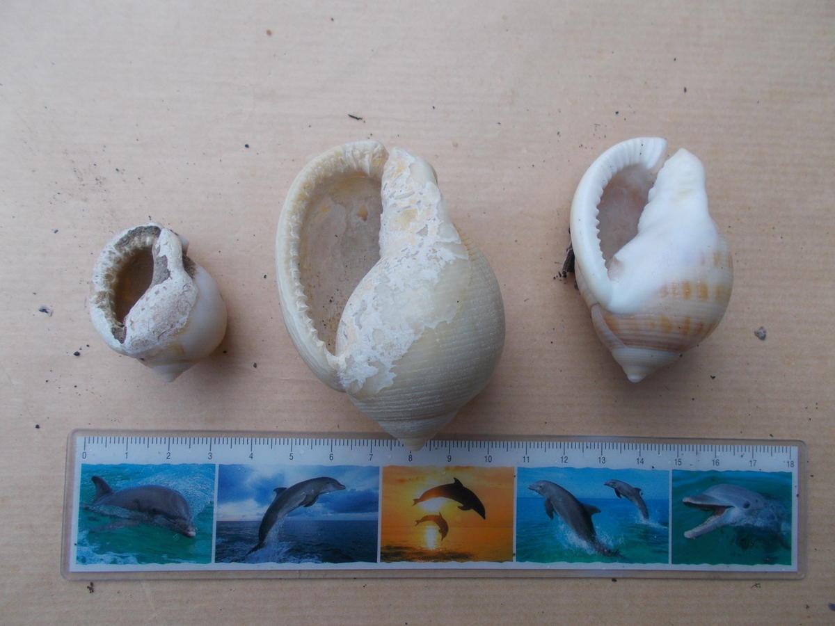 <p>Bonjour ! Merci pour l'identification. Voici le côté 'ouverture".</p>