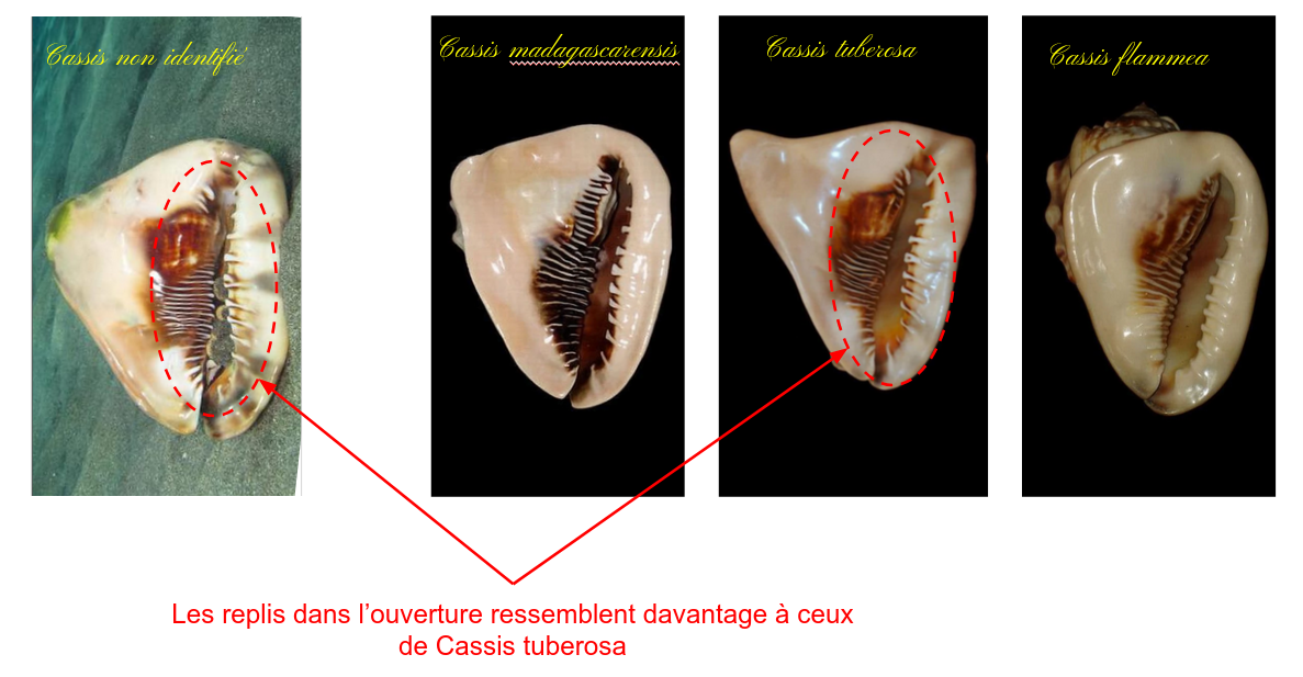 <p>Bonjour,</p><p>Je pense que ce cassis se rapproche le plus de tuberosa même si la forme de l'ouverture n'est pas la même. A mon avis c'est plutô...