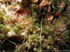 Caulerpa cylindracea et son visiteur