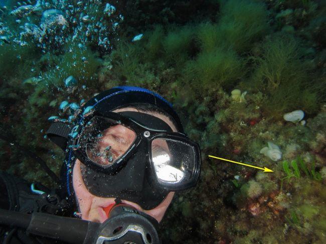 J'ai eu le plus grand mal à en trouver un petit brin pour poser avec moi sur ce selfie subaquatique...:)