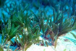 Caulerpa prolifera ?