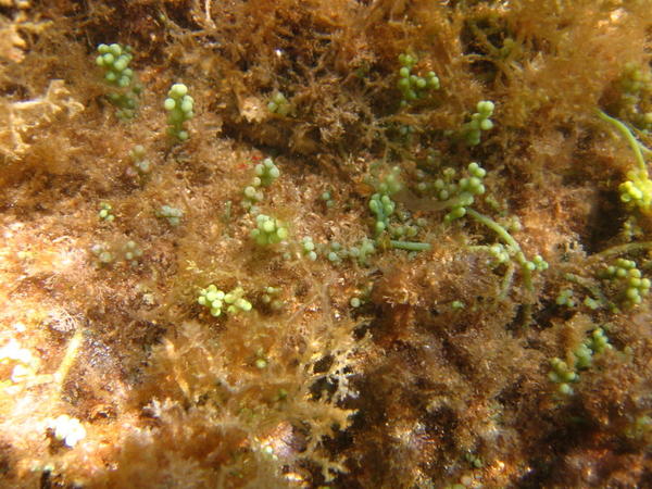 Caulerpa racemosa ou cylindracea