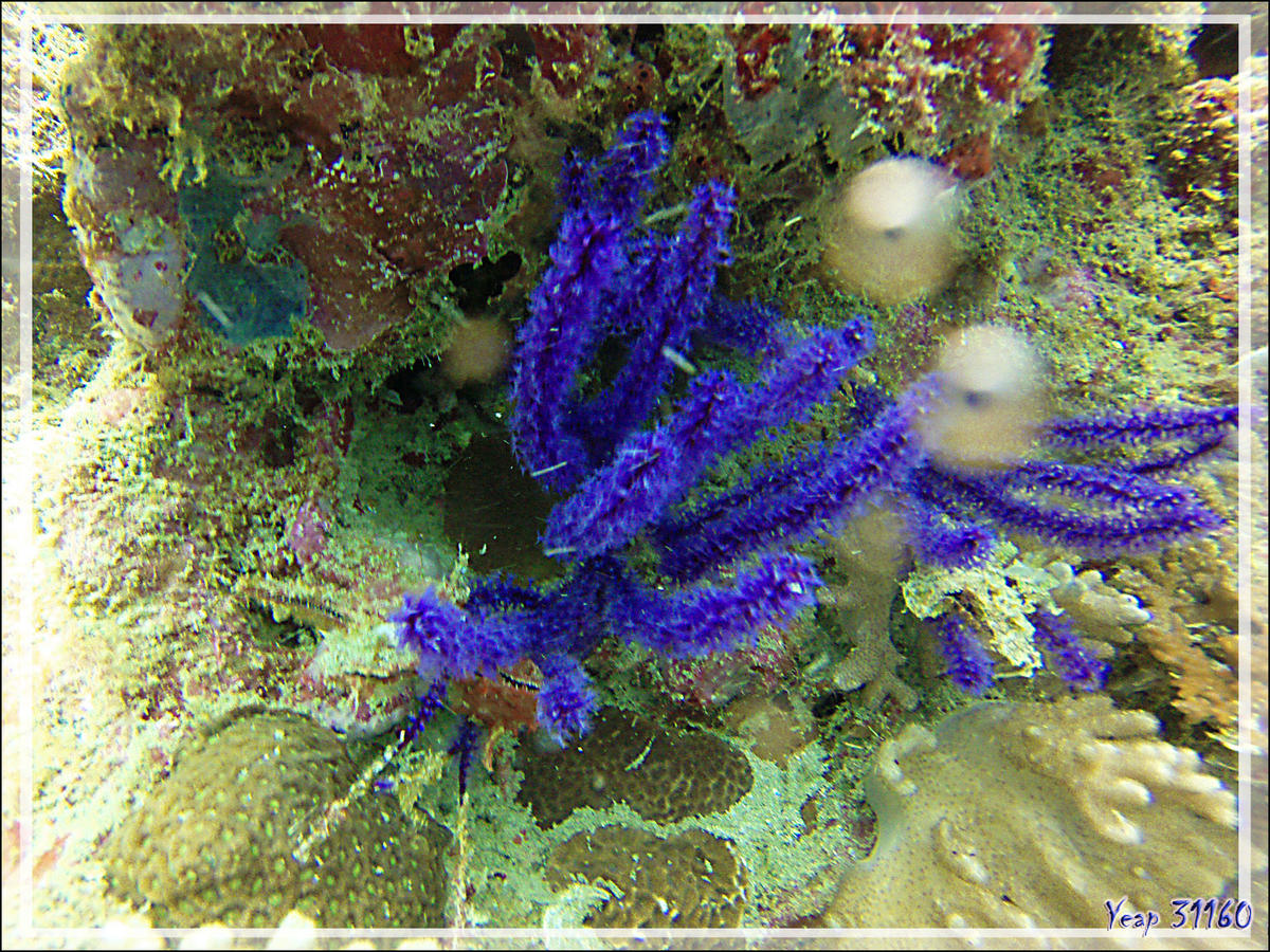 Ce beau "truc" bleu serait-ce un corail noir ?