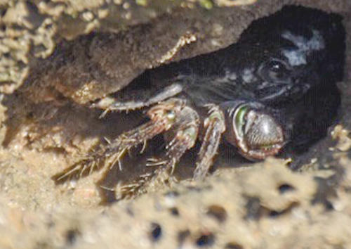 ce crabe est assez abondant dans les rochers , quelqu'un sait-il quelle sspèce ?