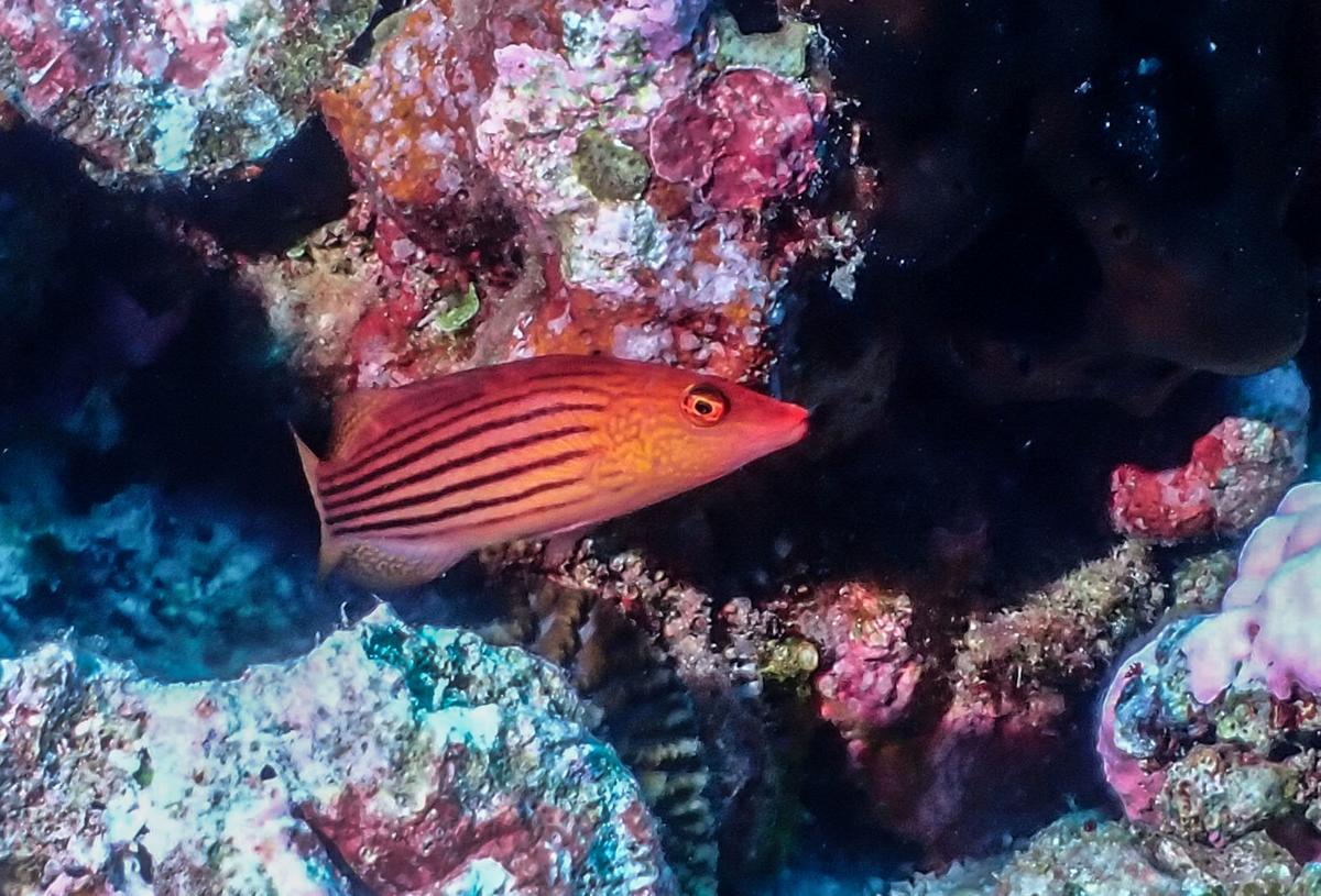 Ce petit labre de Polynésie  me pose un souci d'identification
