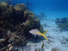 Ce poisson est-il un rouget à nageoires jaunes ?