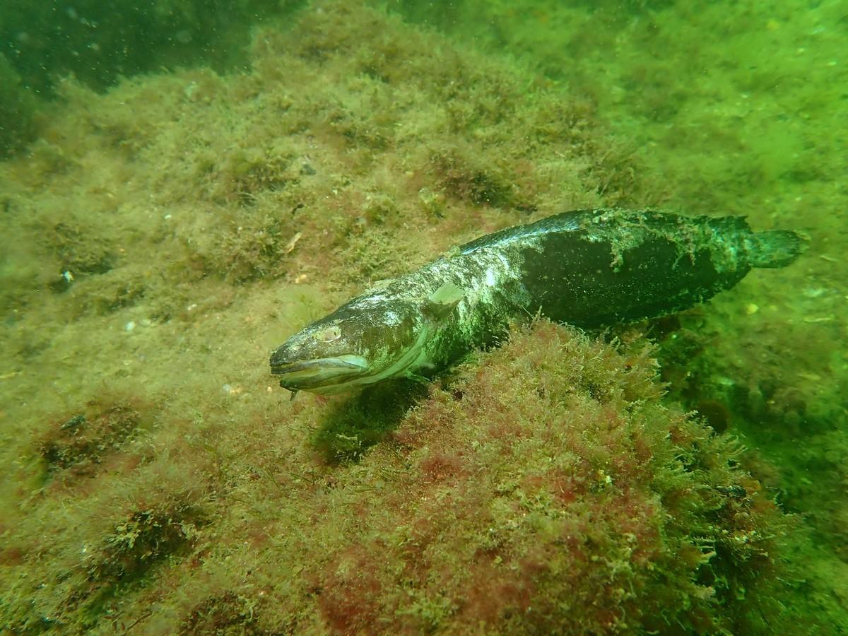 Ce poisson peut il être un trident ?
