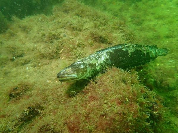 Ce poisson peut il être un trident ?