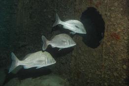 cela ressemble à une dorade grise, mais pas complètement ??