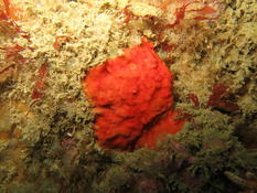 Cellepora pumicosa ??