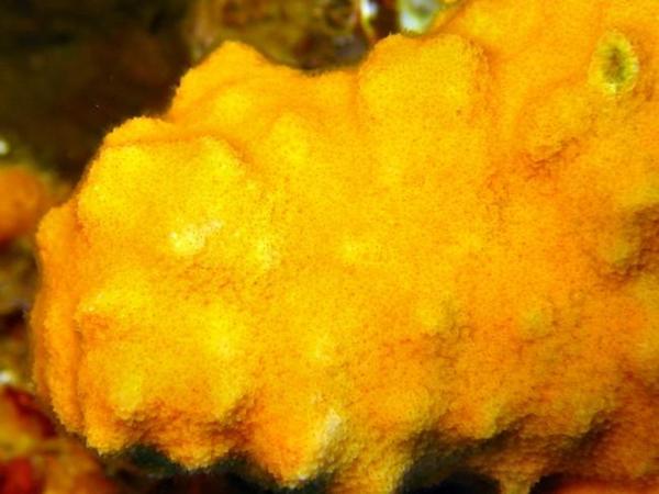 Cellepora pumicosa ?