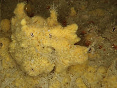 Celtodoryx ?