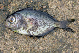 Centrolophidae ? Mayotte