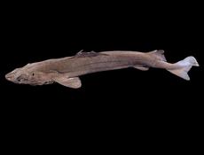 Centrophorus granulosus?