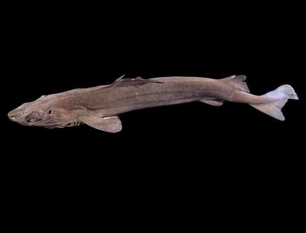 Centrophorus granulosus?