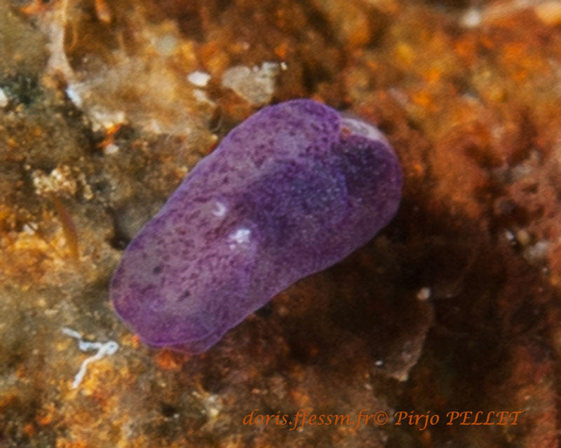 <p>Bonjour,</p><p>Pour comparer :  L'identification de cette limace photographiée aux Philippines au mois dernier pendant un stage de limaces a été...