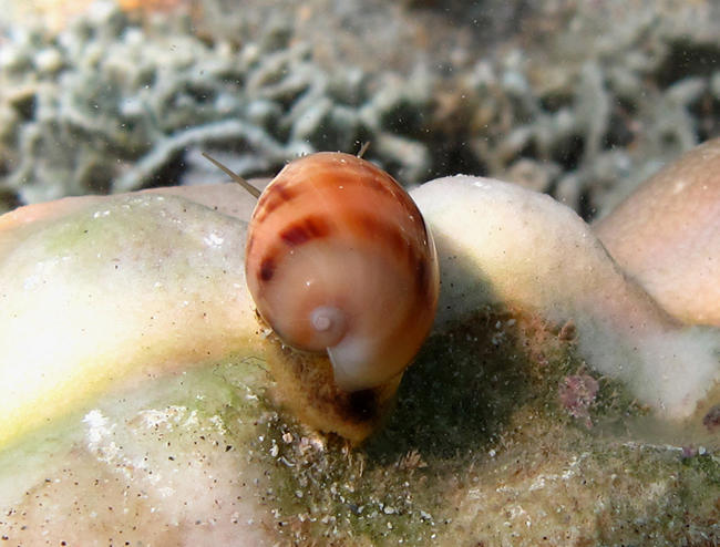 Je ne sais pas si c'est une porcelaine ou pas, mais les immatures de ces mollusques ne sont dentés ni sur le labre, ni sur le bord columellaire, et...