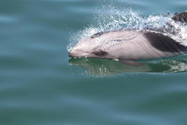 Cephalorhynchus heavisidii  