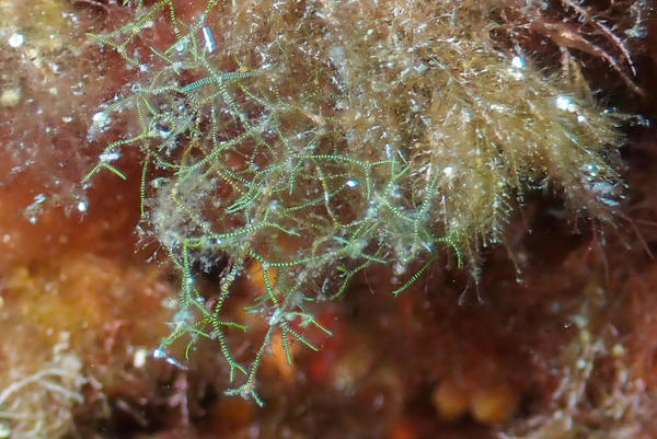 Ceratium ?