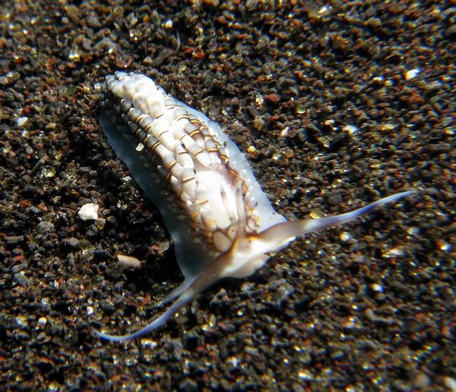 bonsoir<br /><br />ci joint photo d'un des C affinis observé dans la même zone de plongée<br />taille : à peu prés identique à l'espèce que je cher...