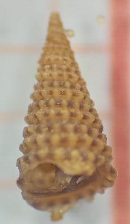 cerithidae?