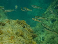 ces petits poissons sont très présents le longe de la côte