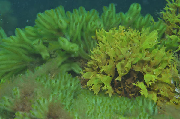 cette algue serait-elle Chondrus crispus?