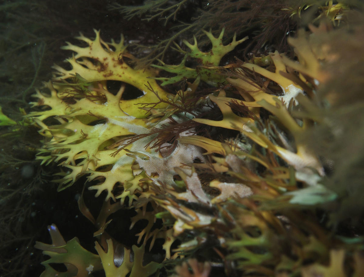 <p>Voici une image plus rapprochée de cette algue. Cette vue confirme-t-elle la proposition de Marc ou n'est-il pas possible que ce soit<em> Chondr...