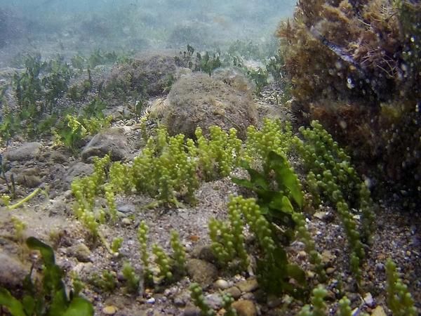 Cette algue verte invasive représente-elle une réelle menace pour la Posidonie ?
