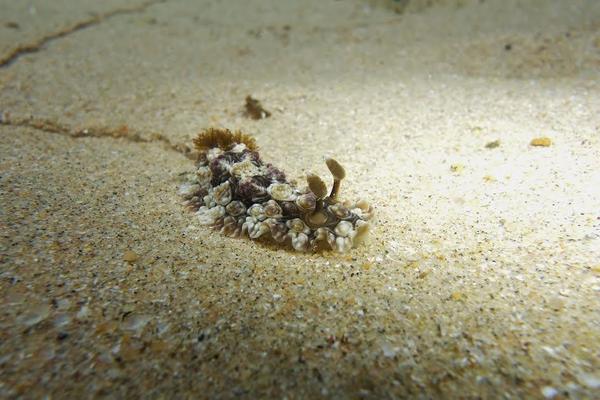 Cette nudibranche est-elle bien un Doris krusensternii ?